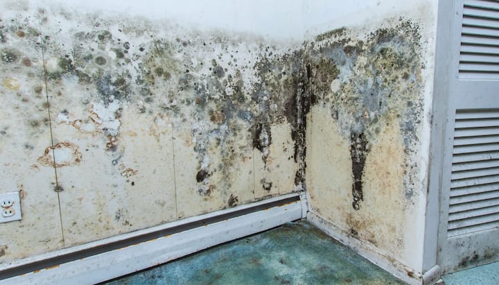 mold removal washington il